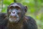 Africa, Uganda, Kibale Forest National Park. Chimpanzee in forest. Art Print